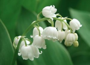La légende du muguet...