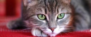 Le chat...