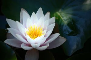 La signification du lotus
