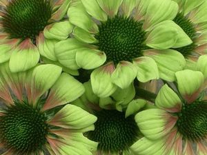 Le vert...