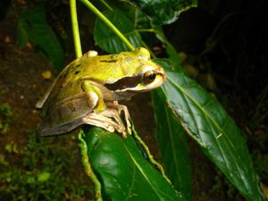 Carara National Park Costa Rica