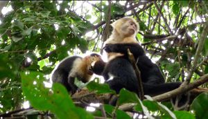 Manuel Antonio National Park
