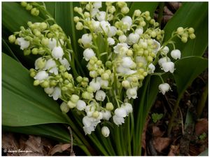 Muguet bleu, muguet blanc, manque plus que le rouge !