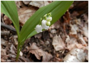 Muguet bleu, muguet blanc, manque plus que le rouge !
