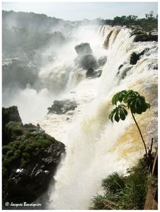 Que d'eau, que d'eau !... Les chutes d'Iguaçu