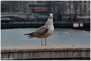 Scènes en bord de Seine : observation, admiration