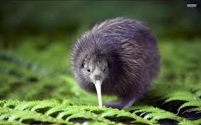 LE KIWI
