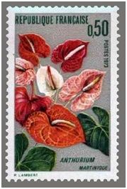 Anthurium de la Martinique