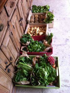 Arrivage des légumes frais cueuillis du jour