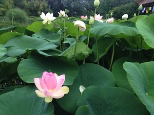 Jardin des Martels - Tarn