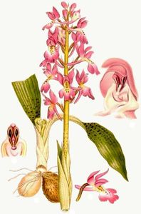 Le mythe des orchidées - Autour de Frescati