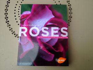 Les roses de Warren à Frescati