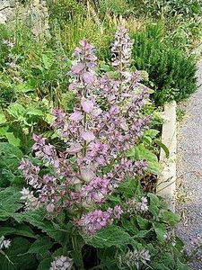 Merci aux Seedlovers - Michel de la Vienne