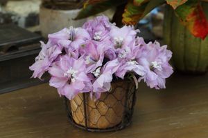 Merci aux seedlovers - Hélène du Calvados