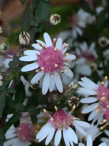 Merci aux seedlovers - Vérone du Loiret