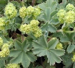 Merci aux seedlovers - Audrey de Normandie