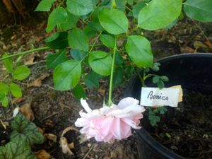 Boutures de rosiers à Frescati