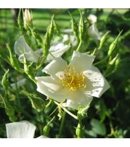 rosiers moschata 'Umbrella'.