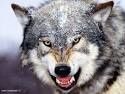 dévoré par un loup?