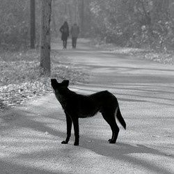 Chien errant
