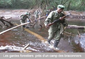 RDC: trois fonctionnaires tués pour avoir tenté de protéger des éléphants