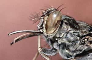 Une mouche tsé-tsé à indian Wells ?