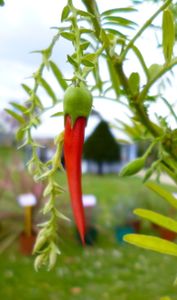 Fête des plantes