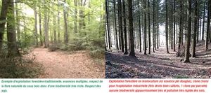 Empêchons les de réduire notre espace forestier et d'en faire des champs de piquets feuillus !