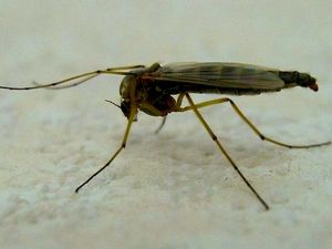 AU PETIT BONHEUR DES BRICOLAGES TRANSGÉNIQUES SANS PARACHUTES MAIS BIEN JUTEUX POUR LES DOCTEURS FOLAMOUR PROMOTEURS DU MOUSTIQUE PIÈGÉ