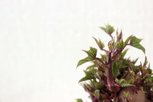 Le jardin en février