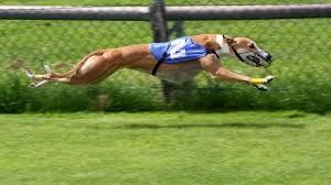 La courbe du chien