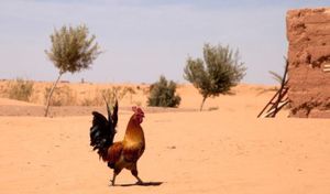 Maroc : des températures atteignant les 42 degrés en ce début de ramadan