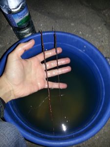 Sortie Surfcasting - 04/05/2014