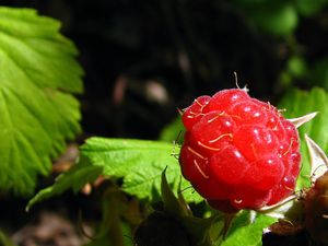 Piquette de mûres ou framboises