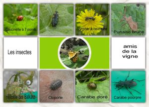 Lutte biologique intégrée dans la vigne