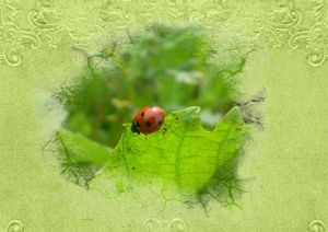Lutte biologique intégrée dans la vigne
