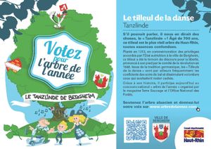 Votez pour le tilleul de Bergheim !