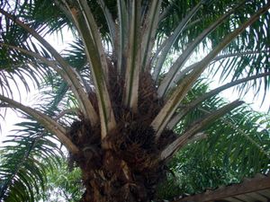 Noix de palme et palmiers de Kintambo & Mbiza #2/4