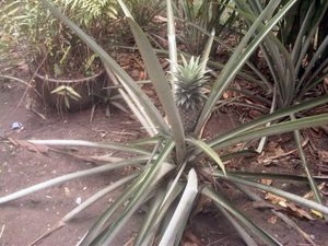 Un ananas, un manguier, un safoutier voisins de jardin (commune de Ngaliema)