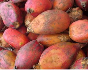 J. Roger. Photo Ressources du Congo