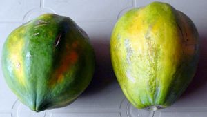 Papayes de la commune de Kintambo