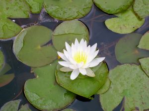 Nénuphar (Photo Ressources du Congo)