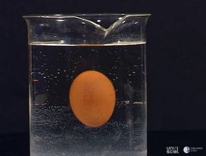 Un oeuf qui flotte entre deux eaux