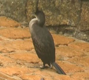 Un cormoran huppé