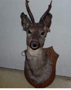 Buste d'une antilope congolaise