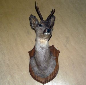 Buste d'une antilope congolaise