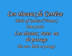 Les oiseaux de Corrèze #3