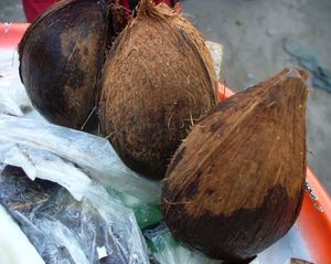 Noix de coco(Photos J. Roger)