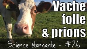 Vache folle & Prions