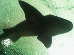Le requin et le petit garçon